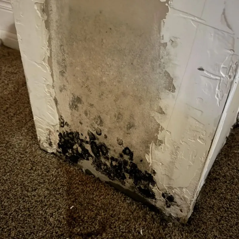 Professional Mold Removal in Rumney, NH